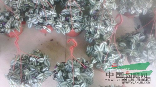 杭州蕭山花市不溫不火 盆栽花卉競相爭艷